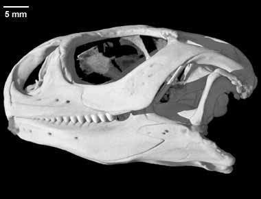 Uromastyx hardwickii, Indian Spiny-tailed Lizard skull