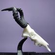 IMG-20240122-WA0147.jpg Mini beasts Red Hartebeest skull