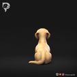 Dachshund-Smooth-Haired-Pose-07-Dog-3D-Print-5s.jpeg Teckel à poil lisse Pose 07