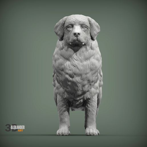 Bernese-Mountain-Dogs7.jpg Perros de montaña de Berna