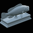 White-grouper-open-mouth-statue-66.png fish white grouper / Epinephelus aeneus open mouth statue detailed texture for 3d printing