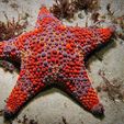 FLEXI-HUGE-STARFISH-4.jpg FLEXI HUGE STARFISH