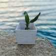 Butterfly.jpg Creature Haven Cube Planter