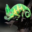 Chameleon_Scene1-7.jpg Chameleo Calyptratus- Yemen Chameleon-STL with Full-Size Texture- High-Polygon 3D Model