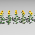 sunflower-5a.png Plantação de girassol