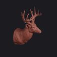 white-tailed_deer_0003.jpg White-Tailed Deer Head