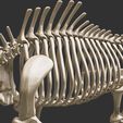 9.jpg Coelodonta - elasmotherium : Complete skeleton