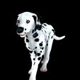 0_00013.jpg DOG - DOWNLOAD Dalmatian 3d model - Animated for blender-fbx- Unity - Maya - Unreal- C4d - 3ds Max - CANINE PET GUARDIAN WOLF HOUSE HOME GARDEN POLICE  3D printing DOG DOG