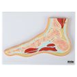 axis-scientific-axis-scientific-joint-cross-section-anatomy-model-set__54948.jpg Anatomía Pies Modelo de sección transversal