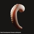 Early.jpg Early fetal Development Human embryonic