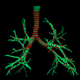 7.png 3D Model of the Lungs Airways
