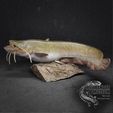 Left.jpg Wels Catfish Silurus glanis