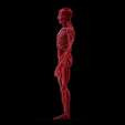 Untitled_Viewport_013.png Human anatomy Human anatomy ready to print Halloween Pumpkin