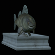 Zander-statue-9.png fish zander / pikeperch / Sander lucioperca statue detailed texture for 3d printing