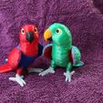IMG_20250312_172502116.jpg Eclectus