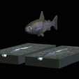 Am-bait-trout-breaking-16cm-5mm-oci-13mm-nalev-2.png AM bait fish rainbow trout 16cm breaking model / form for predator fishing