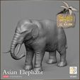720X720-oek-release-elephant.jpg War Elephant - Lost Outpost of El Kavir
