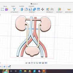 WhatsApp-Image-2022-08-24-at-5.27.37-PM.jpeg Free STL file Extruded urinary system・3D print design to download, Solorzanob