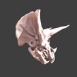 13.jpg Eotriceratops skull