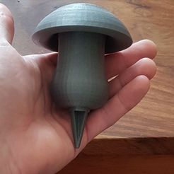 Гриб Boletus, Girolle