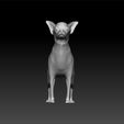 chih3.jpg Chihuahua - Dog breed 3d model for 3d print