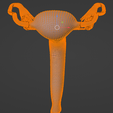 79.PNG.6b5609899385d6579bc593dd91386f31.png 3D Model of Female Reproductive System