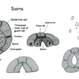 Stoma_Wireframe.png Plant Stomata Structure