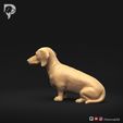 Dachshund-Miniature-Smooth-Haired-Pose-04-Dog-3D-Print-7s.jpeg Dachshund Miniature Smooth Haired Pose 04