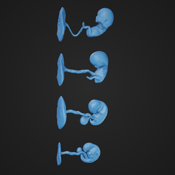 Tri_1.png STL file First Trimester Fetal Growth・3D print design to download