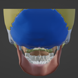 4.png 3D Model of Skull and Skull Bones