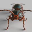 Bomberdier-beetle.1896.jpg Bombardier beetles