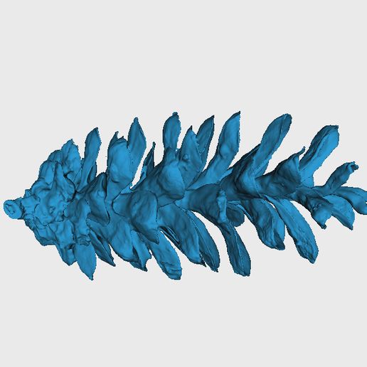 Cone