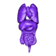 organos internos humano.stl Human Internal Organs - Complete Anatomical 3D Model