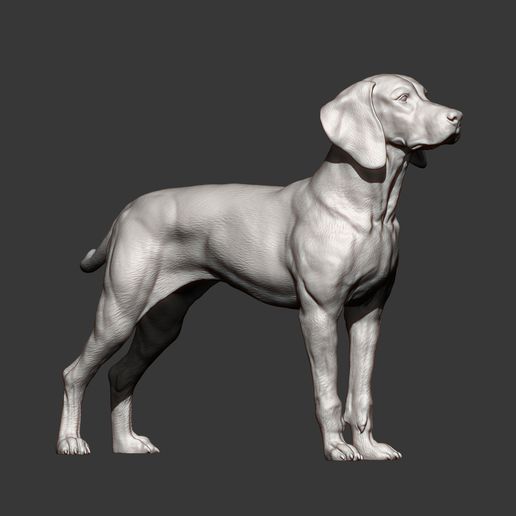 Hungarian-vizsla11.jpg Vizsla hongrois Chien d'arrêt hongrois Modèle imprimé en 3D