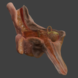 1.png 3D Model Ear Cross Section