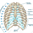 Rib-cage-anatomy.png Articulação das costelas