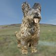1.jpg Briard Berger de Brie