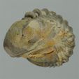 trilobite2-2.jpg Fossil Trilobites and Blastoids