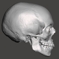 Screenshot-2024-04-04-145107.png Anatomically correct human skull