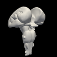 13.png 3D Model of Brain Stem and Cerebellum
