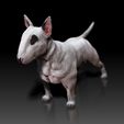 Bull-Terrier02.jpg Bull Terrier - DOG BREED - CANINE -3D PRINT MODEL