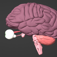 2.png 3D Model of Brain, Brain Stem and Eyes