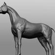 14.jpg Horse Breeds Collection