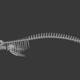0011.png Fin Whale Skeleton – Realistic Marine Anatomy 3D Model