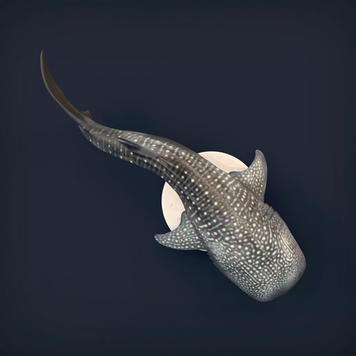 Whale Shark 3D model