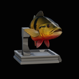 peacock-bass-trophy-1-1-8.png Peacock bass (Cichla ocellaris) fish in motion trophy statue for 3d printing