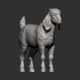 Boer-goat-baby10.jpg Baby Boer goat 3D print model