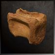 spino_caudal_preview02.jpg Spinosaurus Tail Vertebra