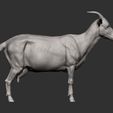 goat9.jpg Goat 3D print model
