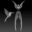 869680.jpg colibri humming bird